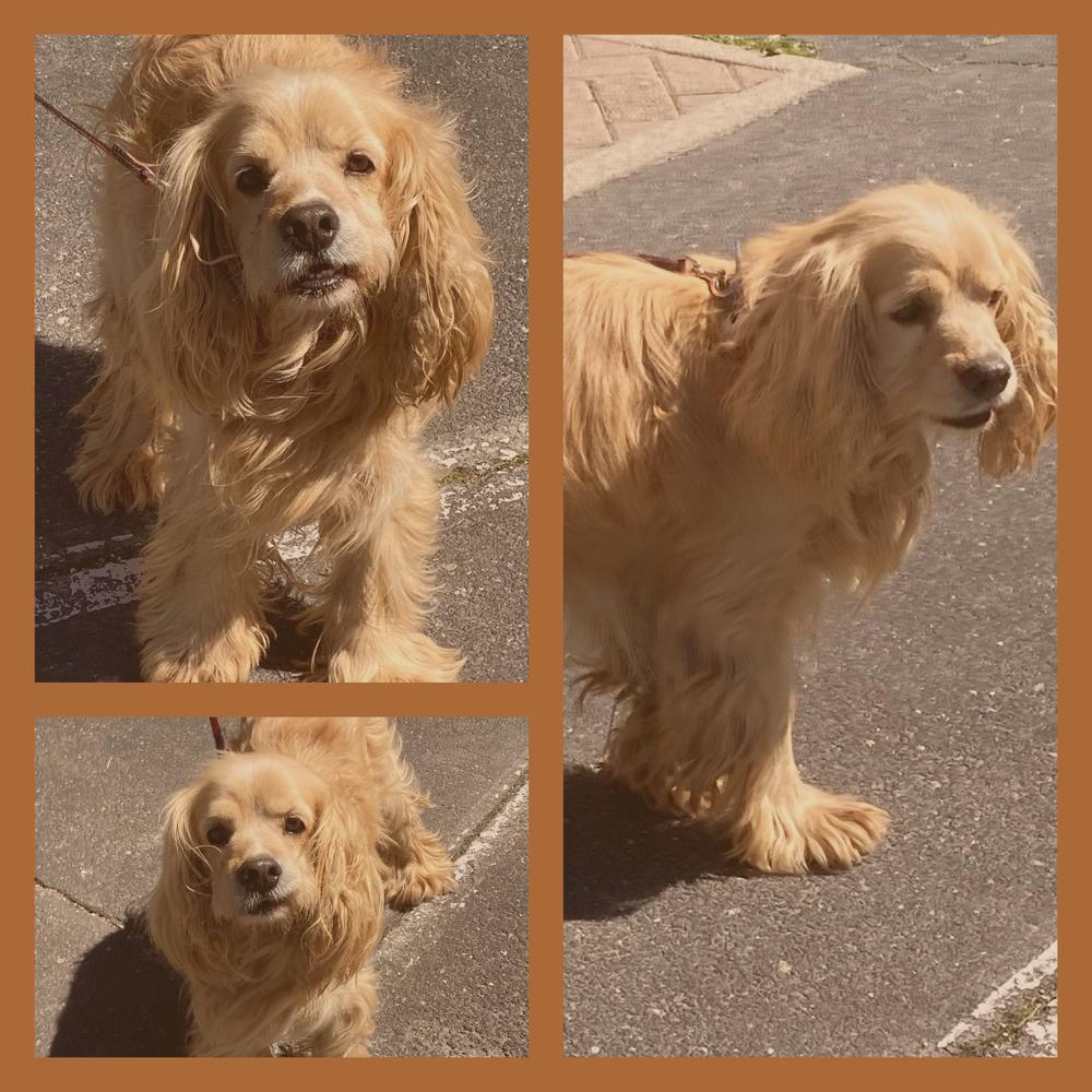 Manny, a Adopted Cocker Spaniel in Jamestown, CA image 2/5