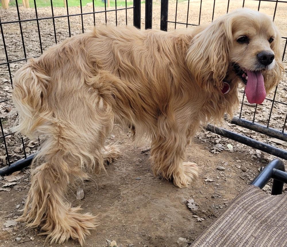 Manny, a Adopted Cocker Spaniel in Jamestown, CA image 3/5