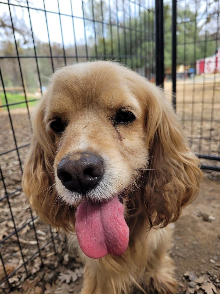 Manny, a Adopted Cocker Spaniel in Jamestown, CA image 4/5