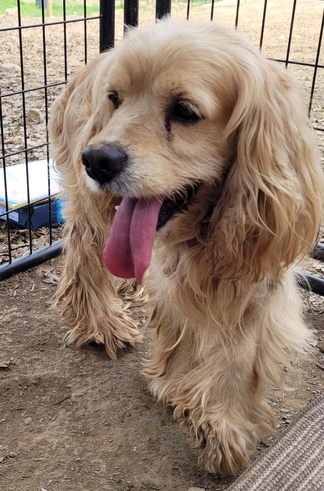 Manny, a Adopted Cocker Spaniel in Jamestown, CA image 5/5