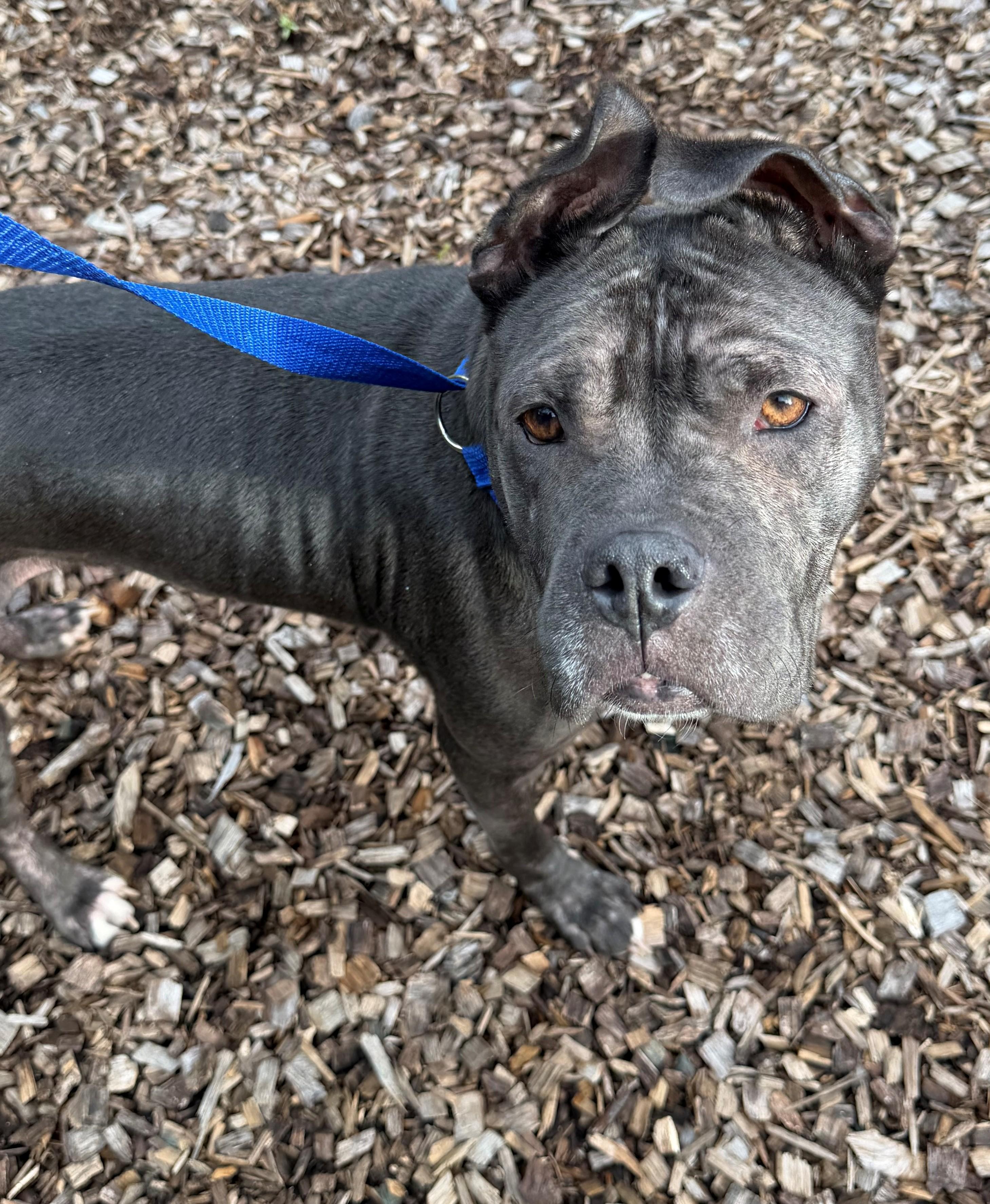 Enlarge Destiny- 53966, a Adoptable Pit Bull Terrier in Columbia, MD image 1/1