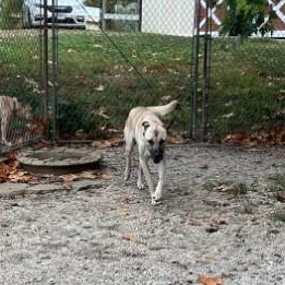 Enlarge Oliver, a Adoptable Anatolian Shepherd in Troy, MO image 3/5