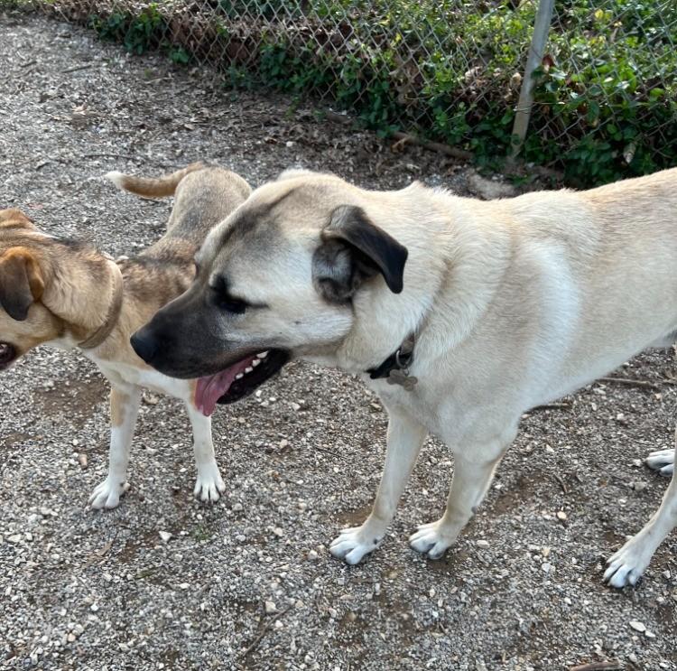 Enlarge Oliver, a Adoptable Anatolian Shepherd in Troy, MO image 4/5