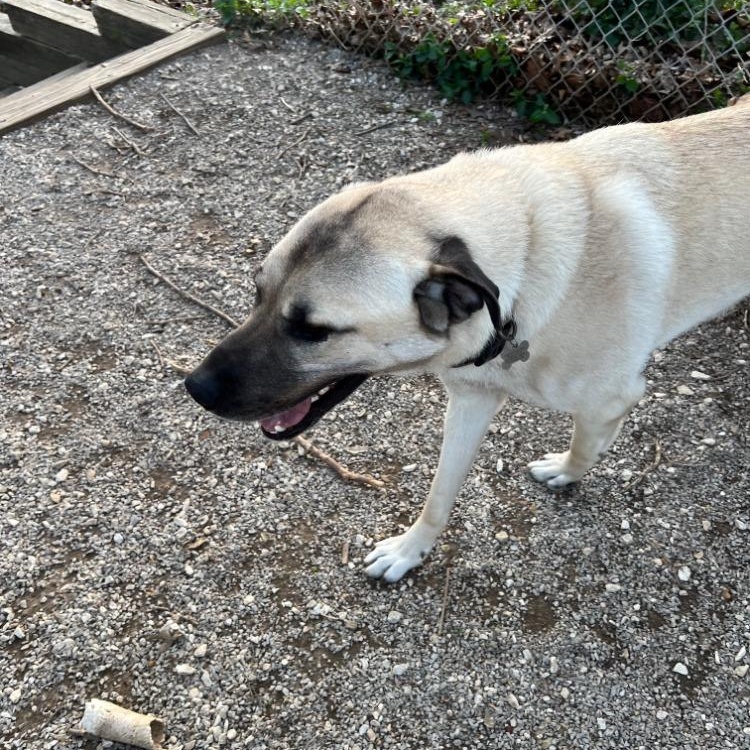 Oliver, Adoptable, Young Male Anatolian Shepherd.