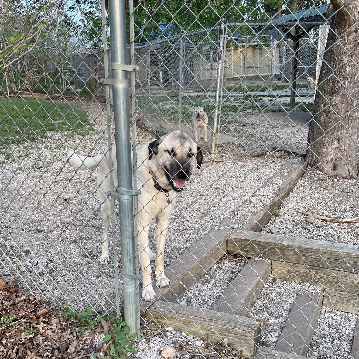 Enlarge Oliver, a Adoptable Anatolian Shepherd in Troy, MO image 2/5