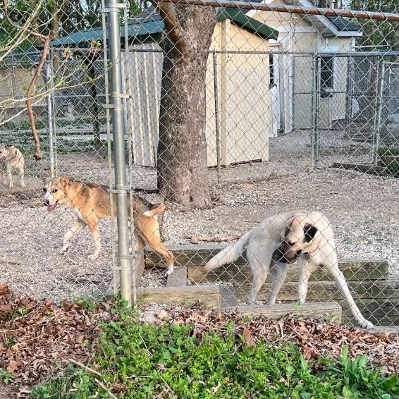 Enlarge Oliver, a Adoptable Anatolian Shepherd in Troy, MO image 5/5