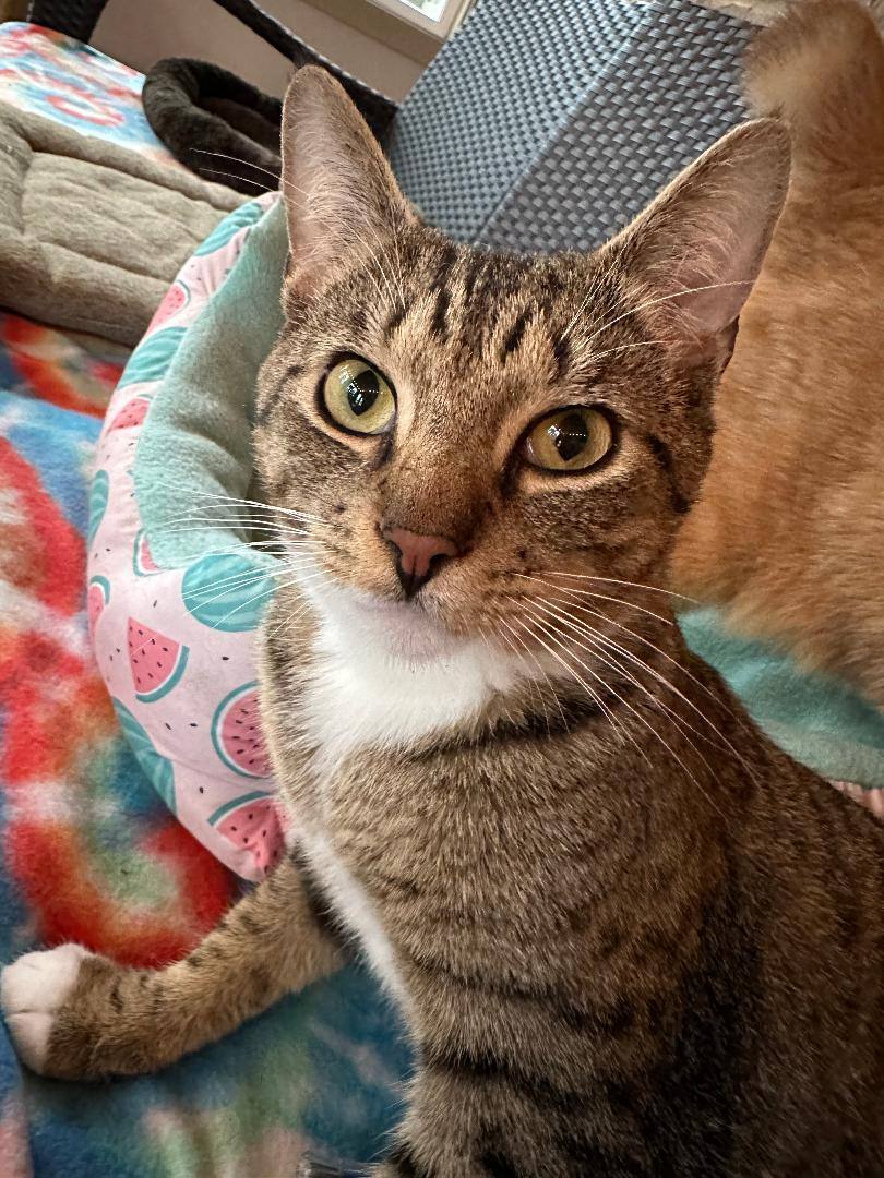 Chito- Special Need-IBD, a Adoptable Domestic Short Hair in Huntsville, AL image 3/5