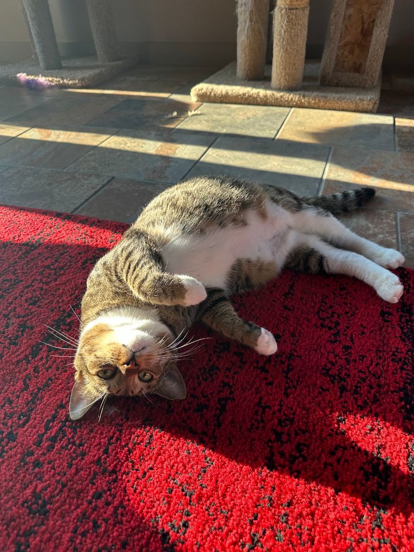 Chito- Special Need-IBD, a Adoptable Domestic Short Hair in Huntsville, AL image 4/5