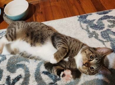 Chito- Special Need-IBD, a Adoptable Domestic Short Hair in Huntsville, AL image 1/5