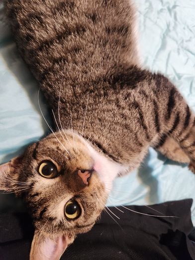 Chito- Special Need-IBD, a Adoptable Domestic Short Hair in Huntsville, AL image 5/5