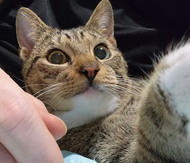 Chito- Special Need-IBD, a Adoptable Domestic Short Hair in Huntsville, AL image 2/5