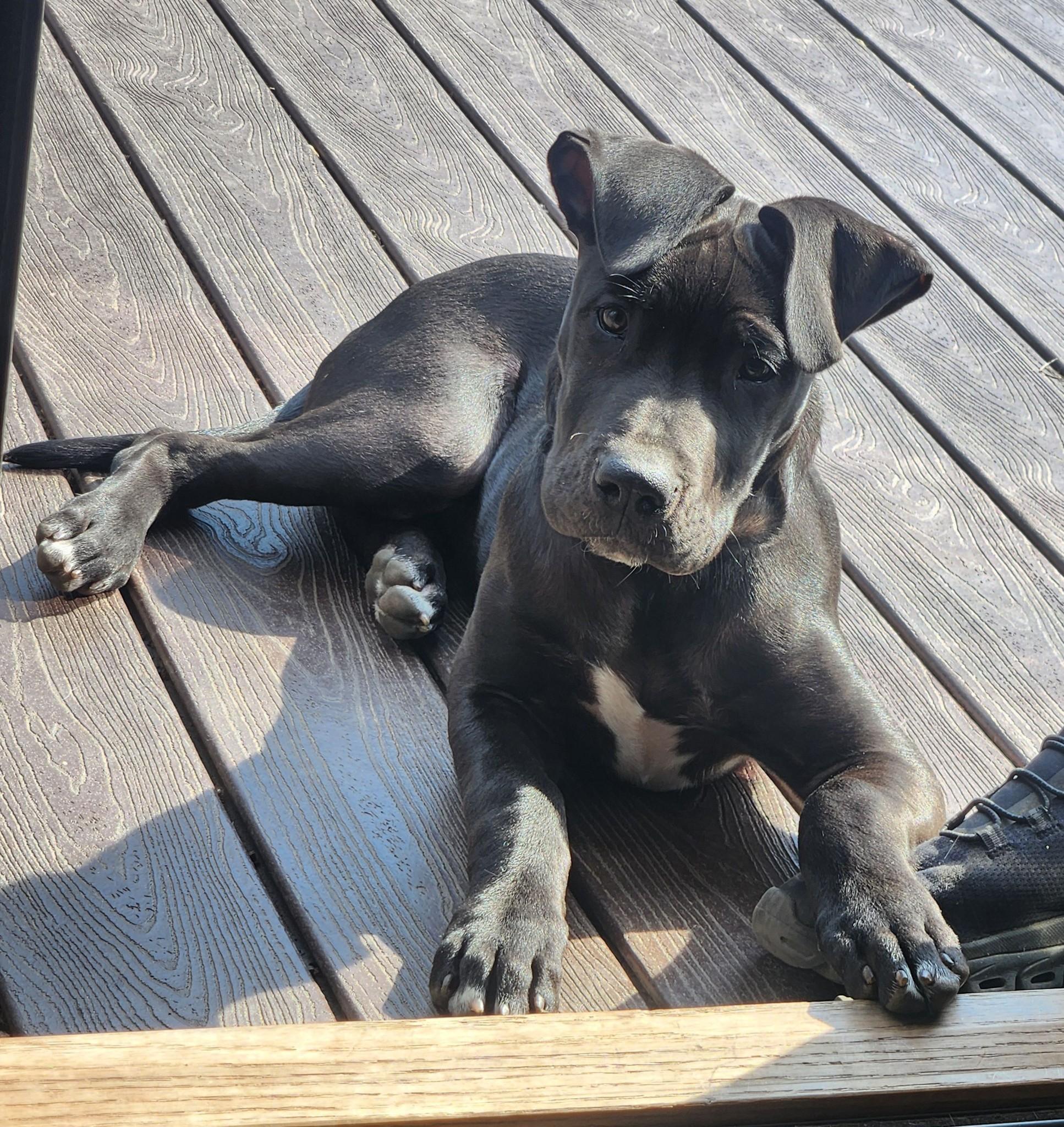 Lyle, adopted, Puppy Male Great Dane & American Staffordshire Terrier.