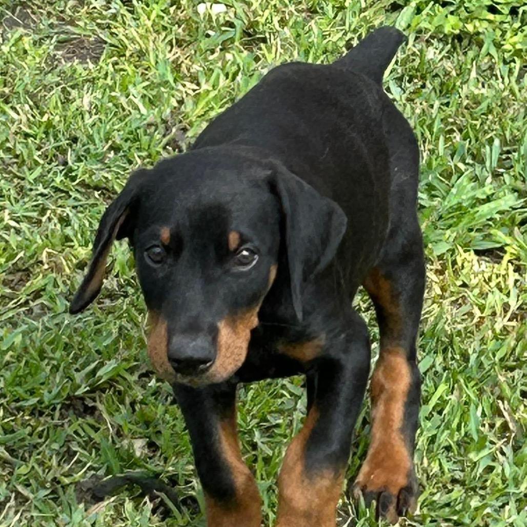 Travis, a Adoptable Doberman Pinscher in Montgomery, TX image 1/4