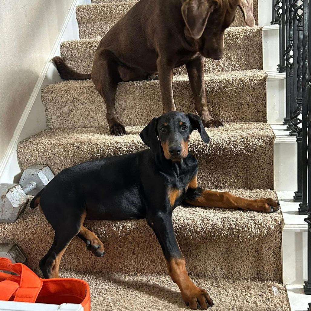 Travis, a Adoptable Doberman Pinscher in Montgomery, TX image 2/4