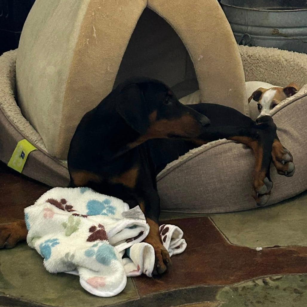 Travis, a Adoptable Doberman Pinscher in Montgomery, TX image 3/4