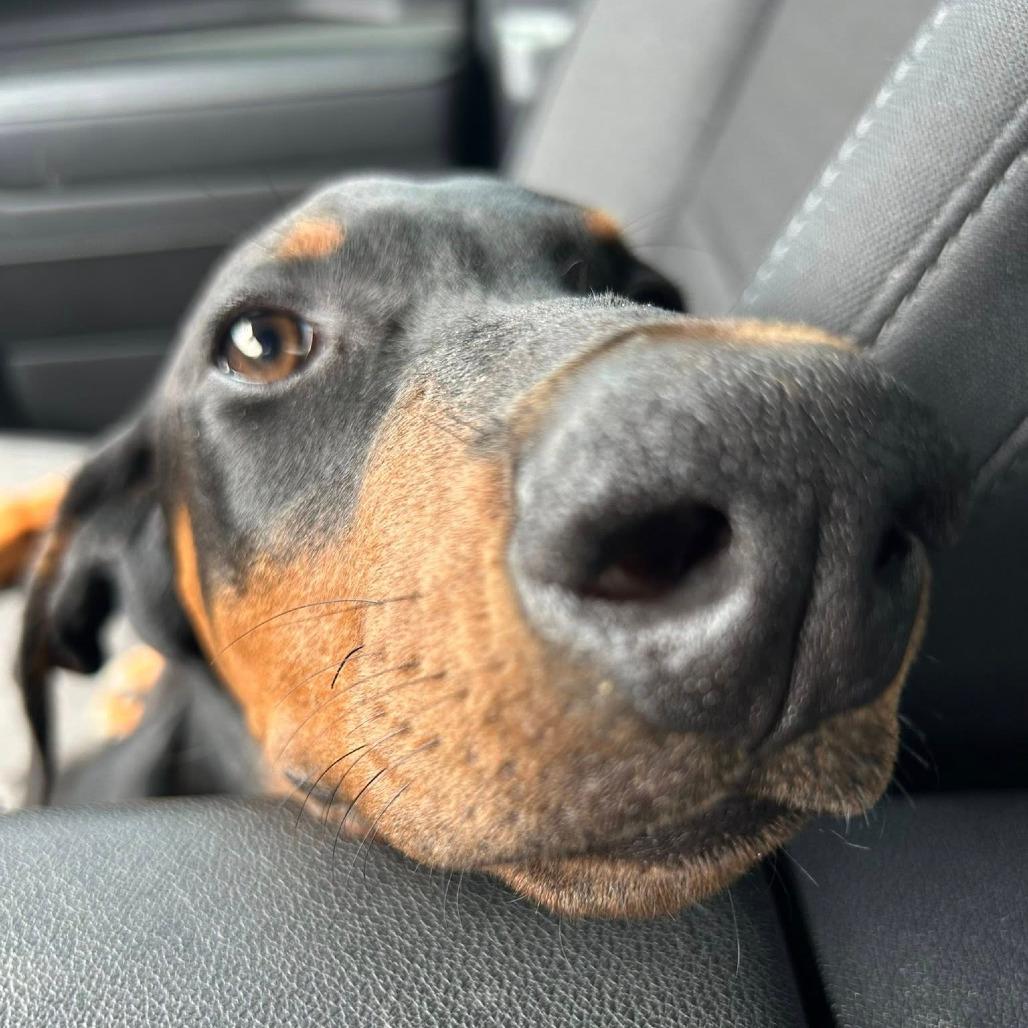 Travis, a Adoptable Doberman Pinscher in Montgomery, TX image 4/4
