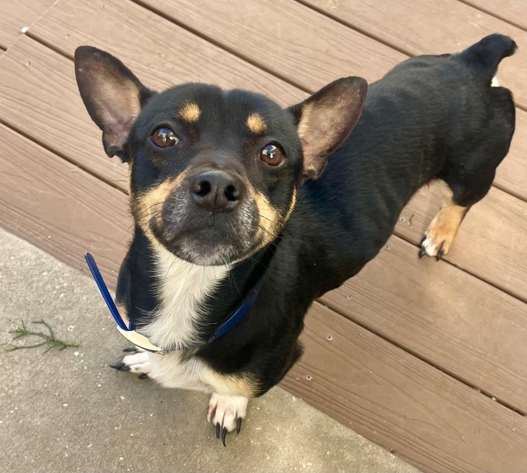 Enlarge Chauncey, a Adoptable mixed breed in St. Augustine, FL image 1/2
