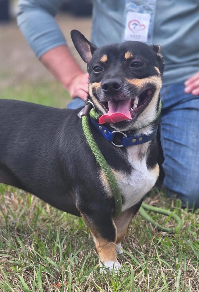 Enlarge Chauncey, a Adoptable mixed breed in St. Augustine, FL image 2/2