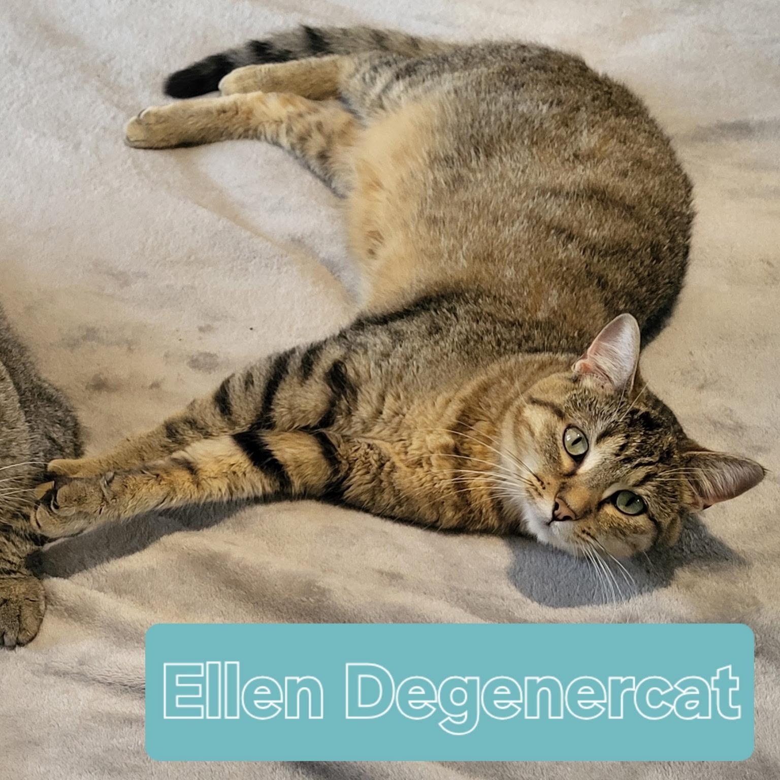 Ellen, a Adoptable Domestic Short Hair in Unionville, MO image 2/6
