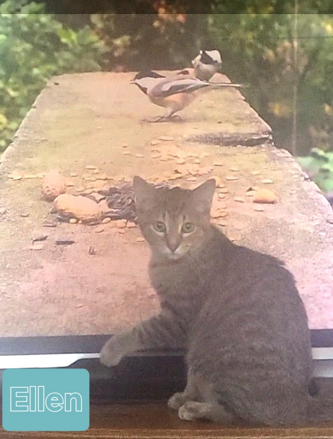 Ellen, a Adoptable Domestic Short Hair in Unionville, MO image 2/6