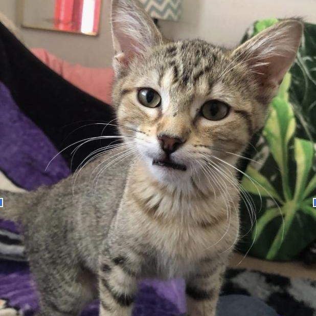 Ellen, a Adoptable Domestic Short Hair in Unionville, MO image 3/6