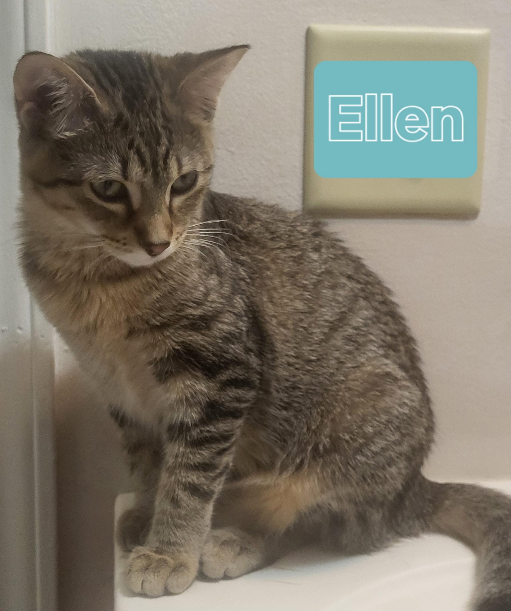 Ellen, Adoptable, Kitten Female Domestic Short Hair.