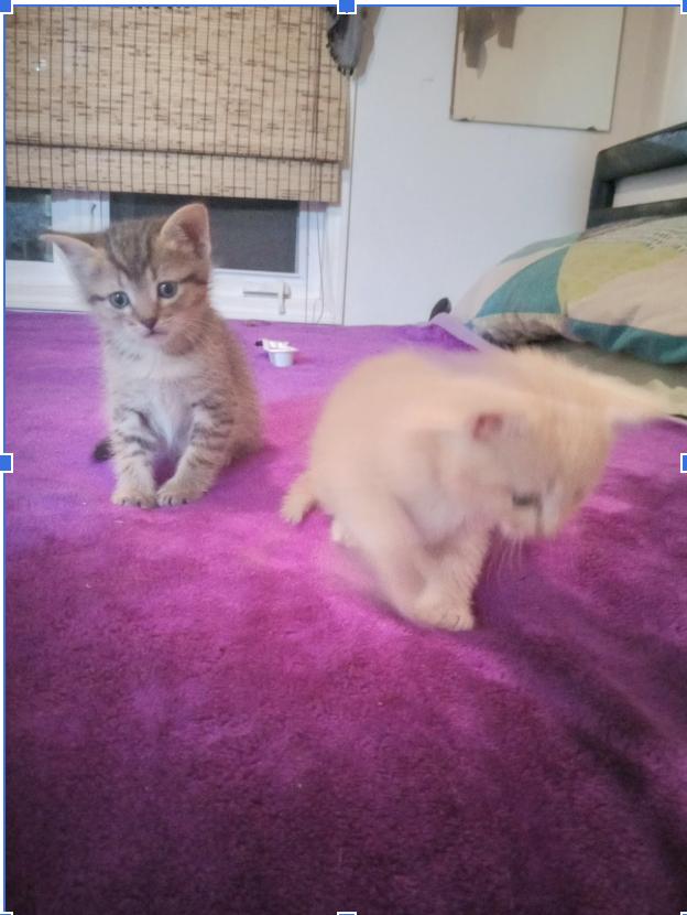 Ellen, a Adoptable Domestic Short Hair in Unionville, MO image 6/6