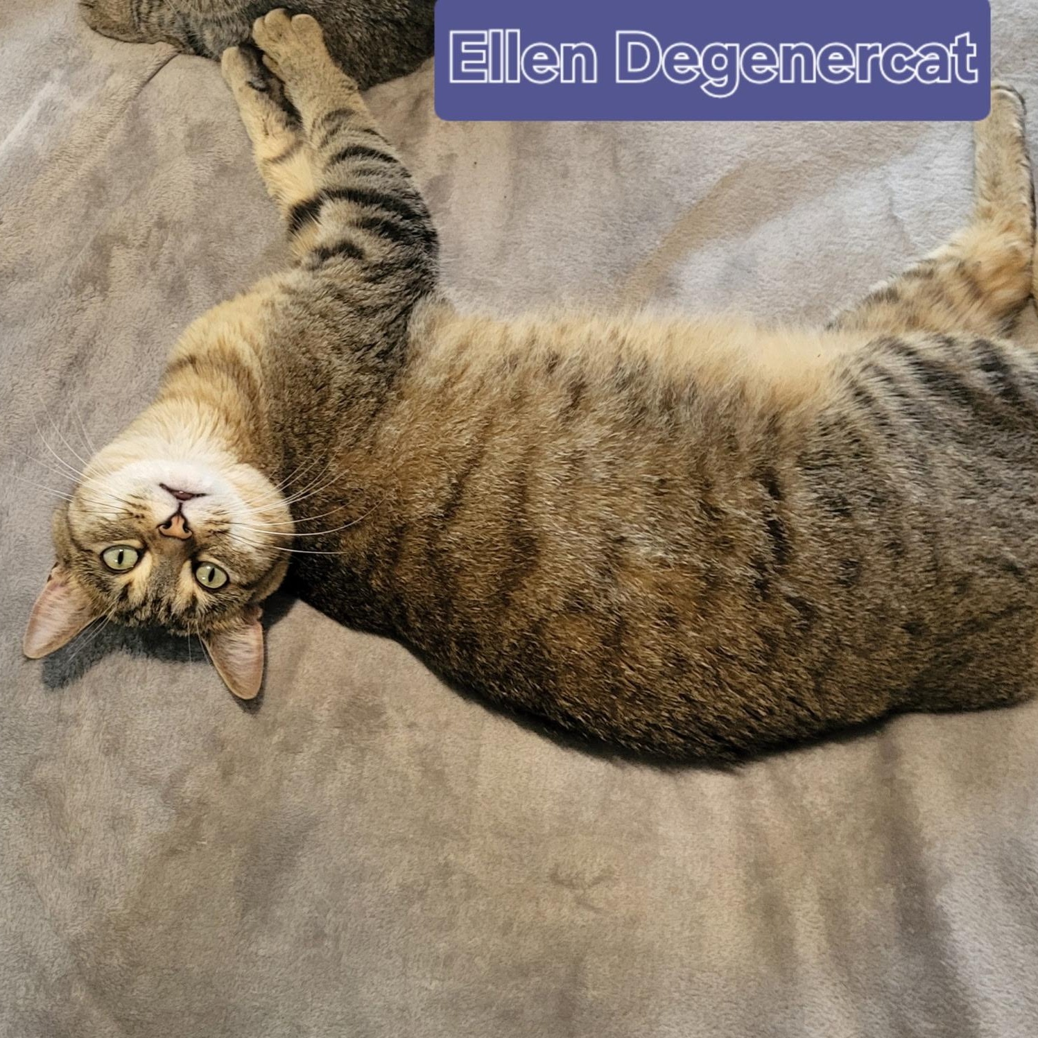 Ellen, a Adoptable Domestic Short Hair in Unionville, MO image 4/6