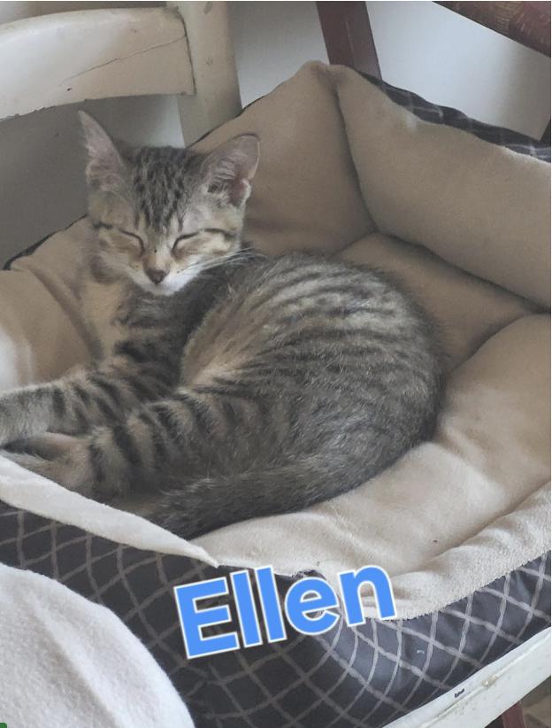 Ellen, a Adoptable Domestic Short Hair in Unionville, MO image 4/6