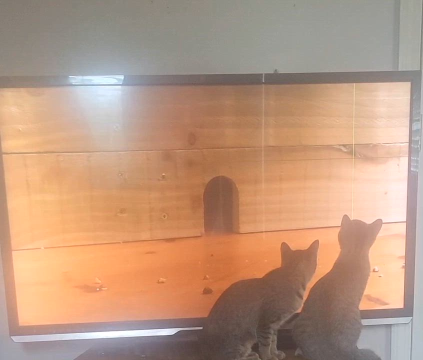 Enlarge Ellen, a Adoptable Domestic Short Hair in Unionville, MO video 5/6