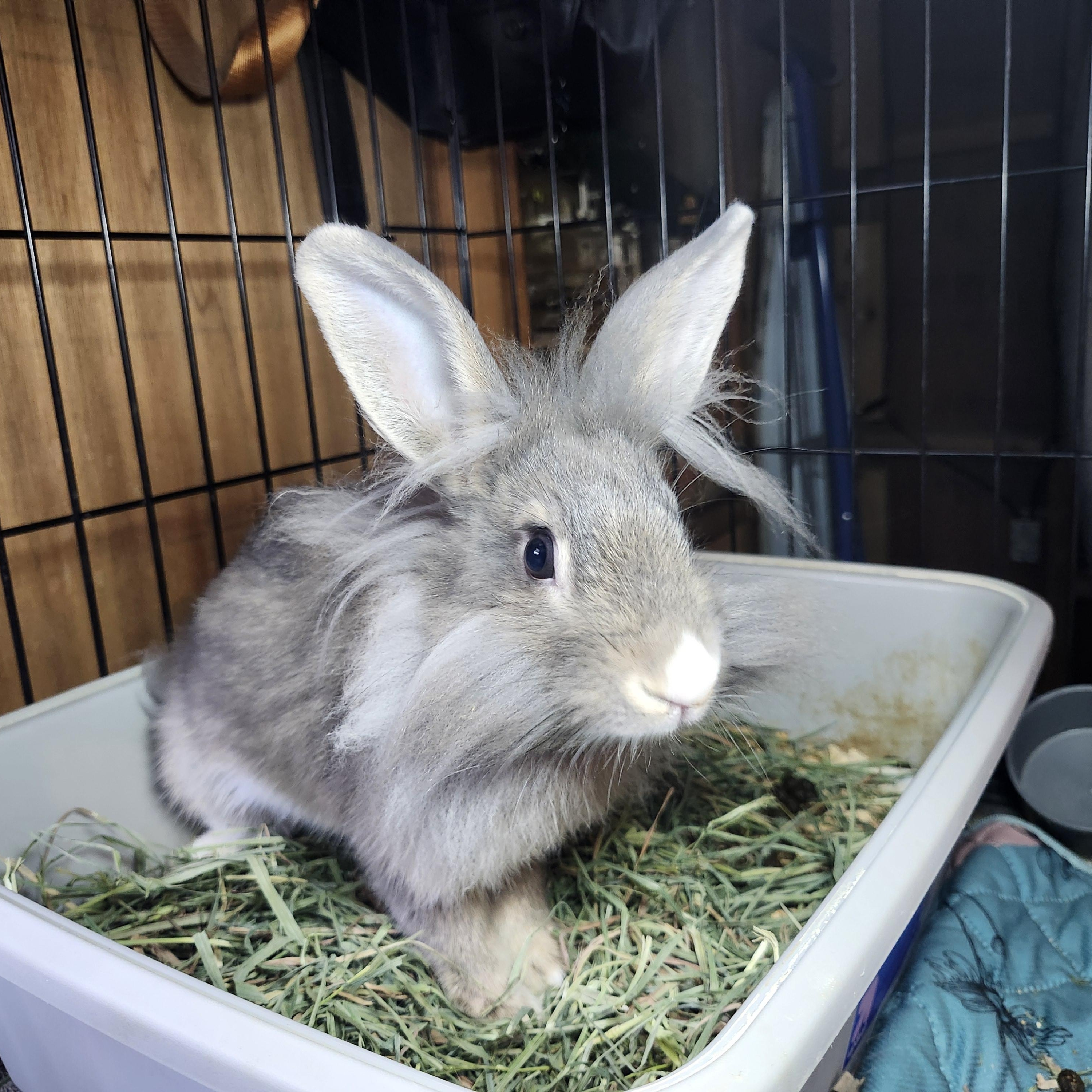 Albert Einstein, a ADOPTABLE Lionhead in West Chester, OH image 2/3