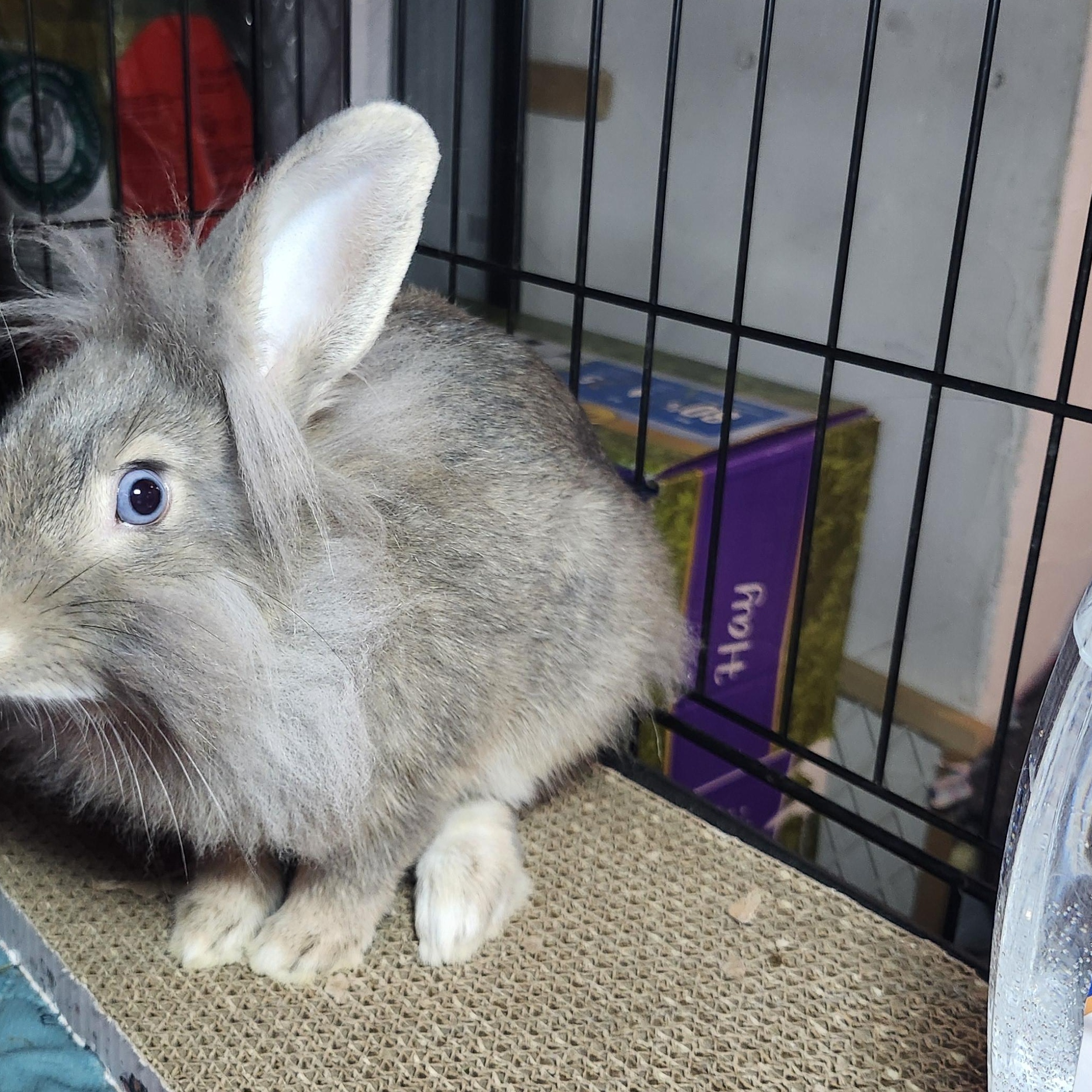 Albert Einstein, a ADOPTABLE Lionhead in West Chester, OH image 3/3