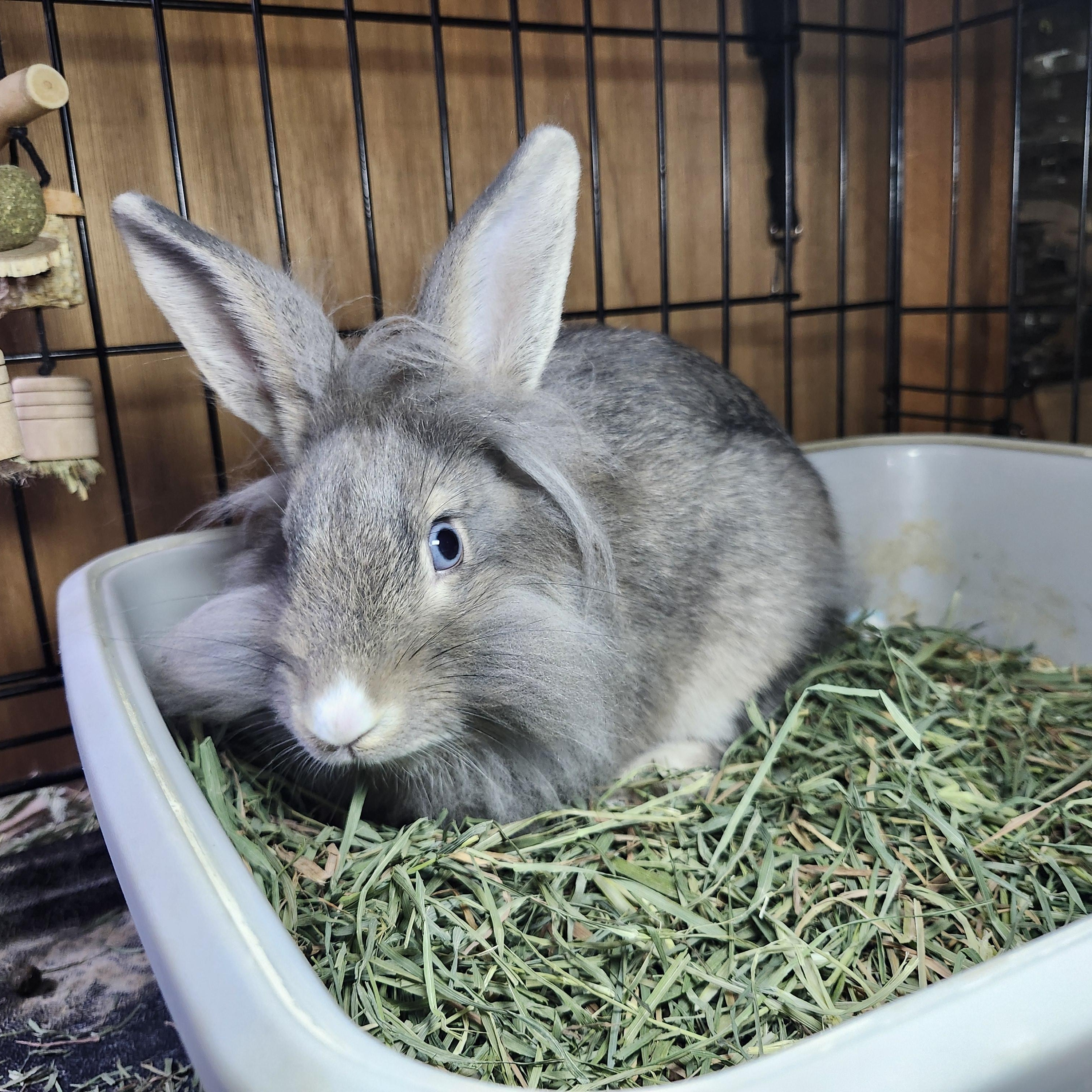 Albert Einstein, ADOPTABLE, Young Male Lionhead.