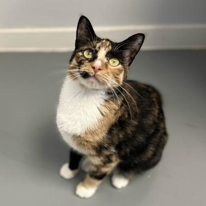 Enlarge Marmalade, a Adoptable mixed breed in Mount Pleasant, IA image 1/3