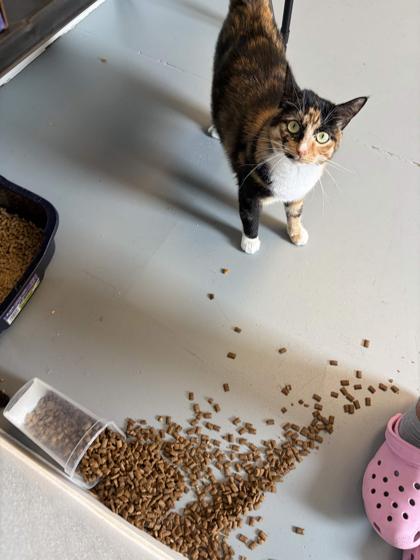 Enlarge Marmalade, a Adoptable mixed breed in Mount Pleasant, IA image 1/3