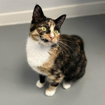 Enlarge Marmalade, a Adoptable mixed breed in Mount Pleasant, IA image 2/3