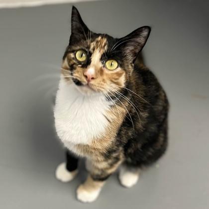 Enlarge Marmalade, a Adoptable mixed breed in Mount Pleasant, IA image 2/3