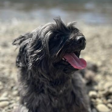 Franklin, an adoptable Yorkshire Terrier in Ellensburg, WA, 98926 | Photo Image 1