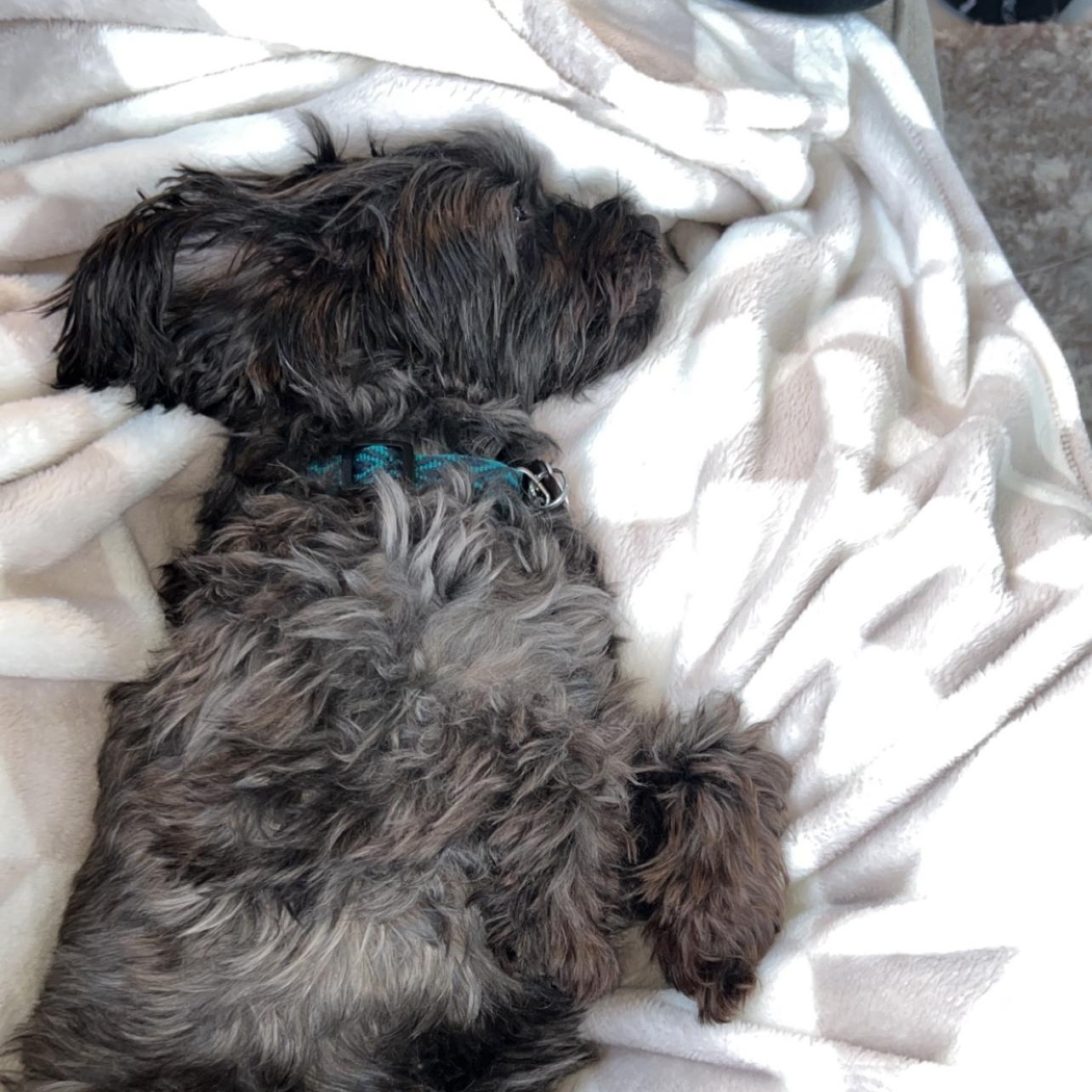 Franklin, an adoptable Yorkshire Terrier in Ellensburg, WA, 98926 | Photo Image 5
