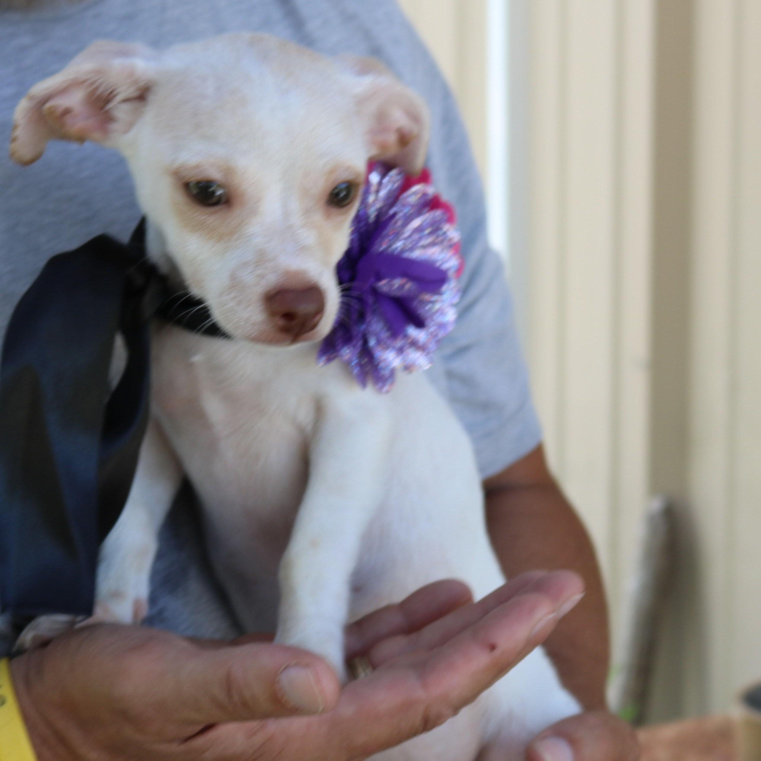 Enlarge Darla, a Adopted mixed breed in Bandera, TX image 2/4