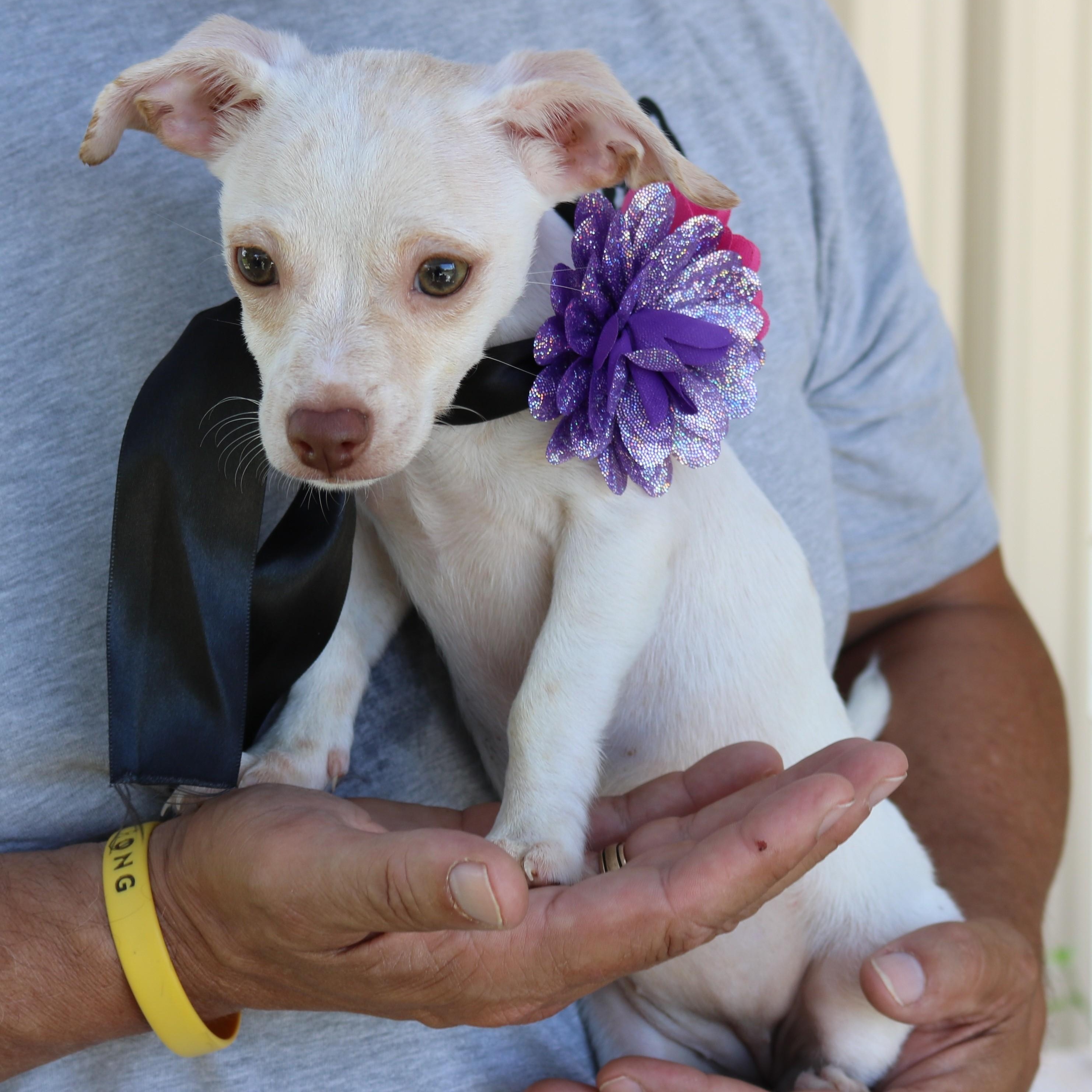 Darla, Adopted, Puppy Female Chihuahua & Dachshund.