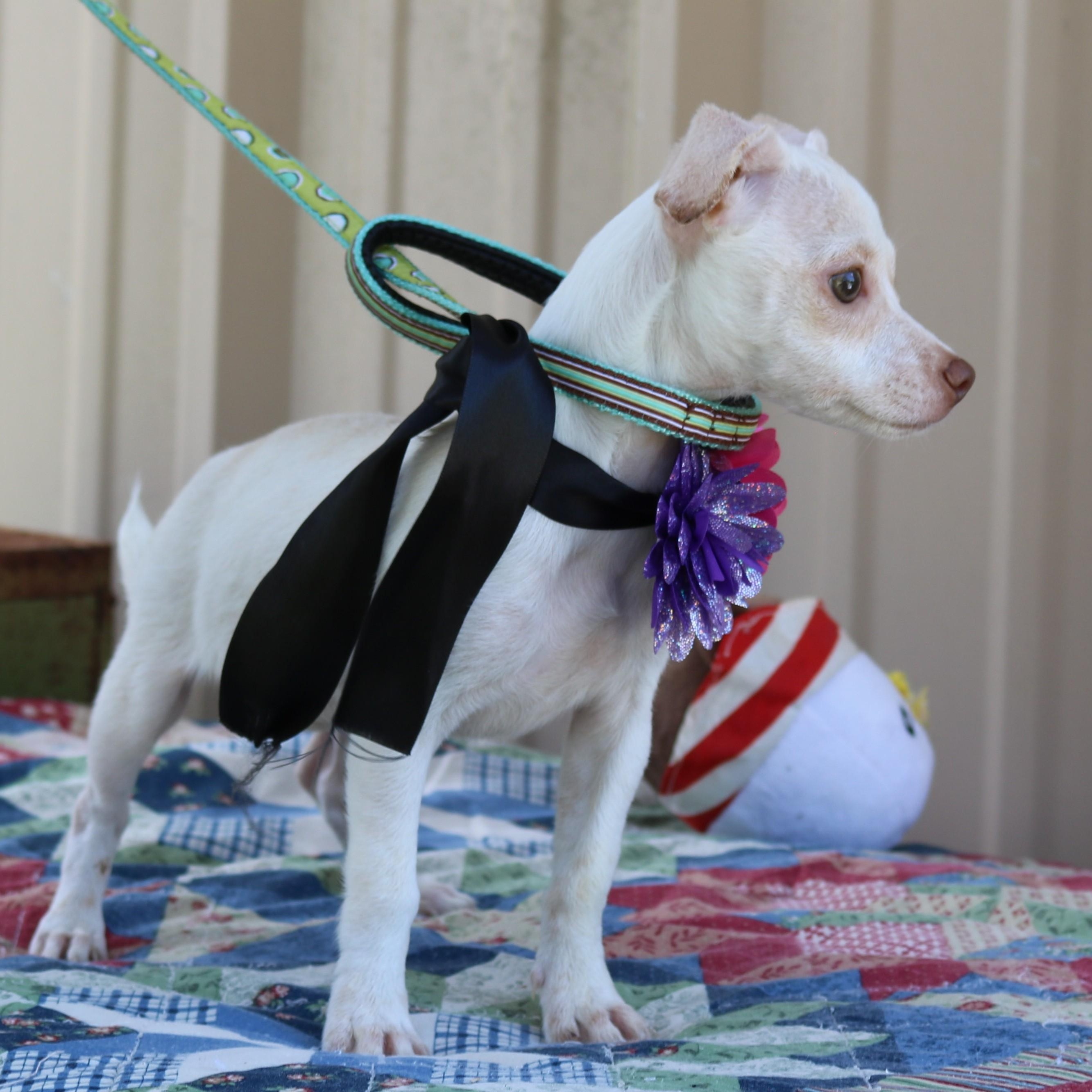 Enlarge Darla, a Adopted mixed breed in Bandera, TX image 3/4