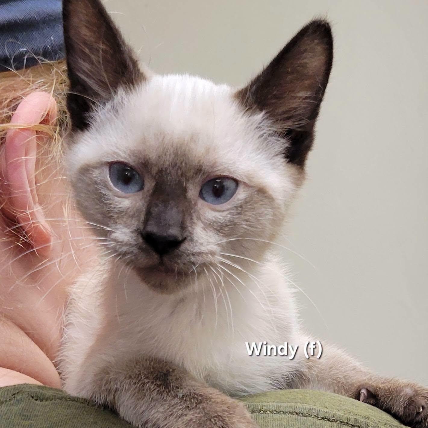 Enlarge Windy, an adopted Siamese in Mazon, IL image 1/1