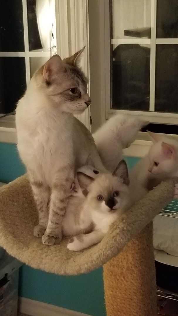 Marna, Adoptable, Adult Female Domestic Short Hair & Siamese.