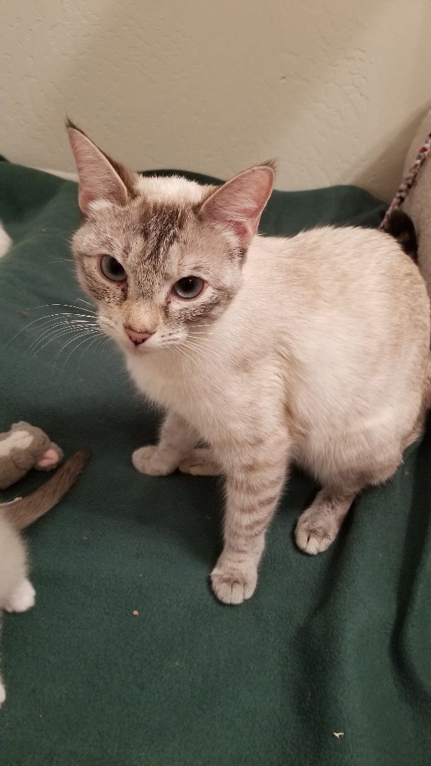 Marna, a Adoptable mixed breed in Valley Center, CA image 2/6