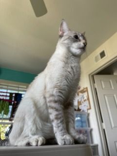 Marna, a Adoptable mixed breed in Valley Center, CA image 3/6