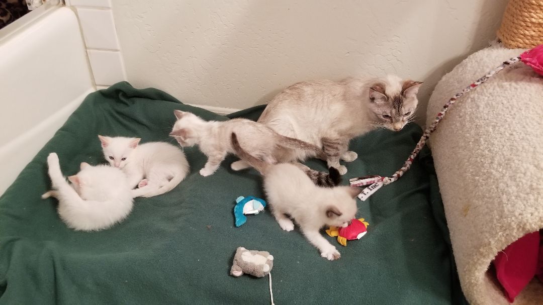 Marna, a Adoptable mixed breed in Valley Center, CA image 4/6