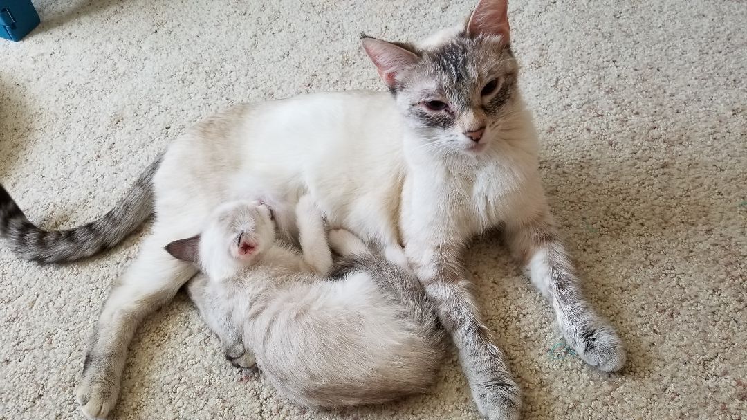 Marna, a Adoptable mixed breed in Valley Center, CA image 5/6