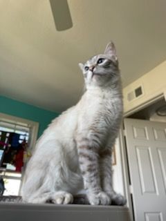 Marna, a Adoptable mixed breed in Valley Center, CA image 6/6