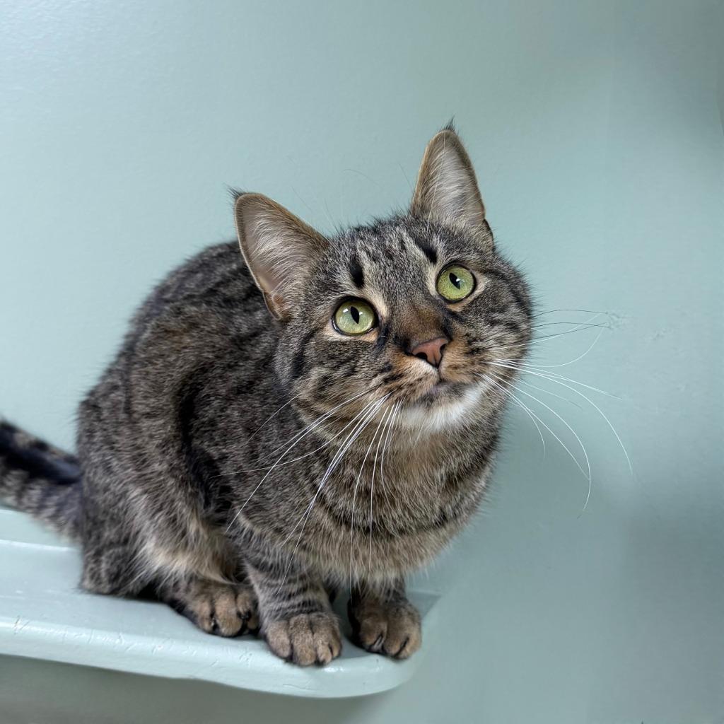 Avery, Adoptable, Adult Male Domestic Short Hair.